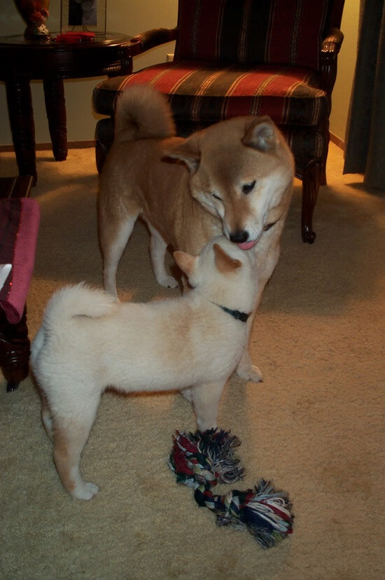 爱游戏网址登录-APEX英雄 冠军争夺进入关键阶段，apex冠军版有英雄了会便宜吗