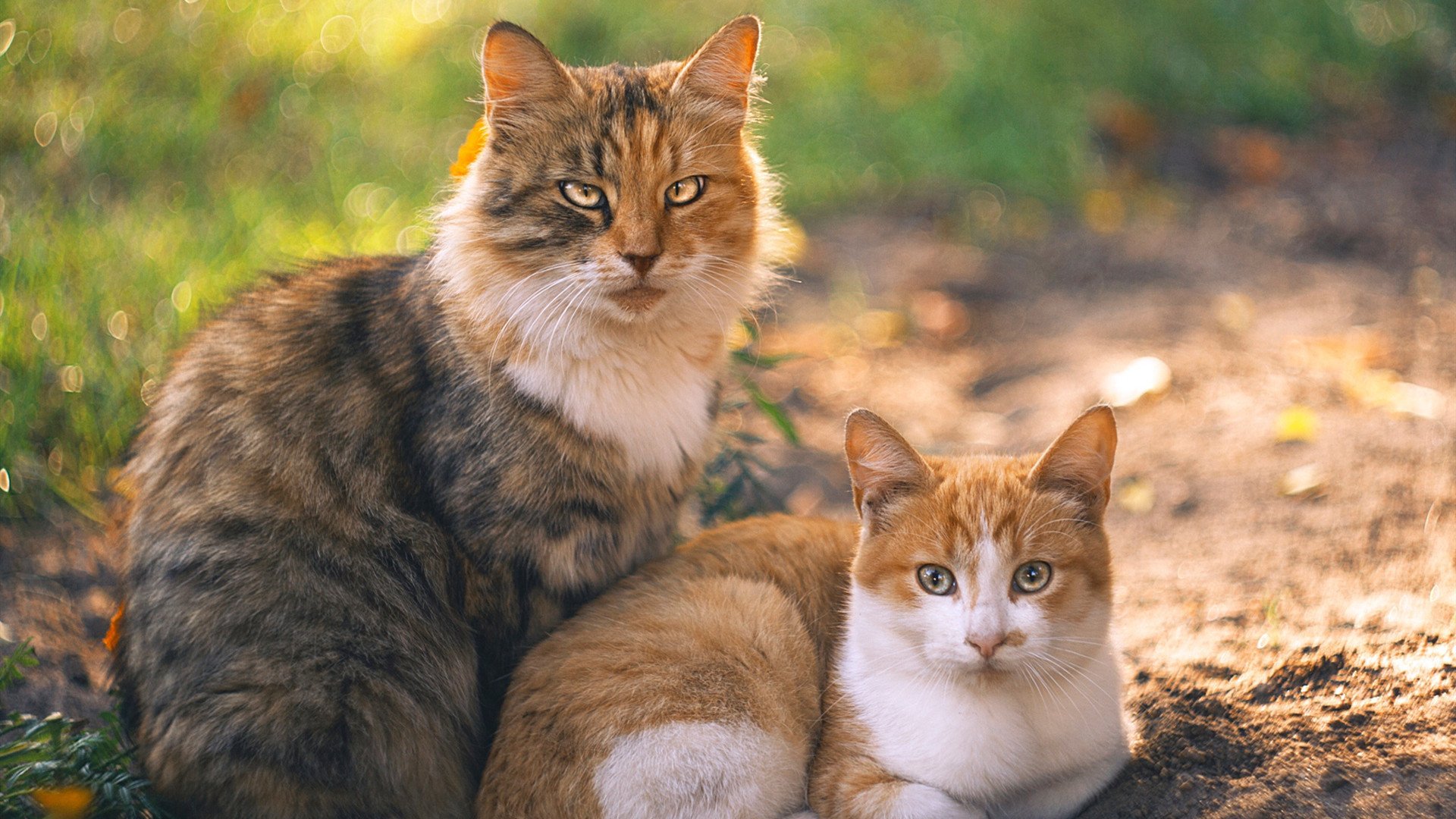 爱游戏 ayx 中国官方网站-APEX英雄 新星选手崛起备受期待，apex l星